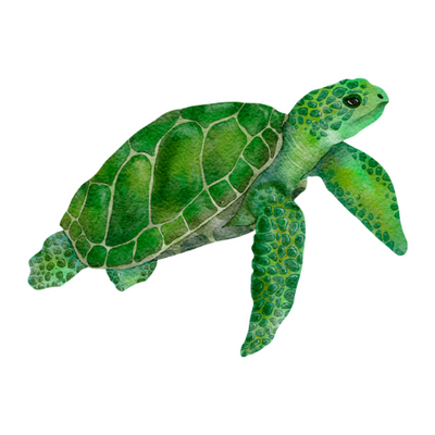 Turtle Slips
